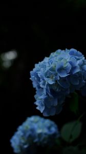 Preview wallpaper hydrangeas, flowers, petals, inflorescences, blue