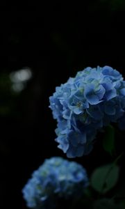 Preview wallpaper hydrangeas, flowers, petals, inflorescences, blue
