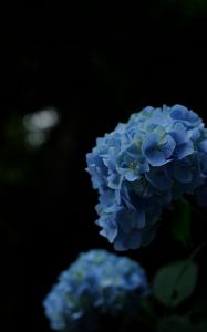 Preview wallpaper hydrangeas, flowers, petals, inflorescences, blue