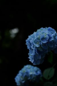 Preview wallpaper hydrangeas, flowers, petals, inflorescences, blue