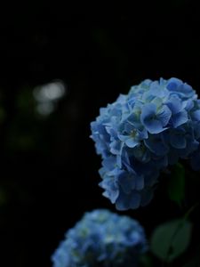 Preview wallpaper hydrangeas, flowers, petals, inflorescences, blue