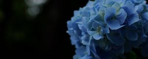 Preview wallpaper hydrangeas, flowers, petals, inflorescences, blue