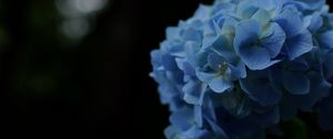 Preview wallpaper hydrangeas, flowers, petals, inflorescences, blue