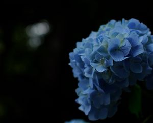 Preview wallpaper hydrangeas, flowers, petals, inflorescences, blue