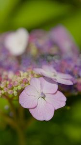 Preview wallpaper hydrangeas, flowers, petals, inflorescences, pink