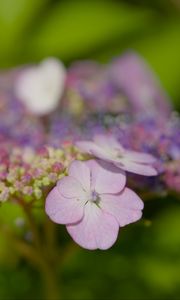 Preview wallpaper hydrangeas, flowers, petals, inflorescences, pink