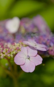 Preview wallpaper hydrangeas, flowers, petals, inflorescences, pink