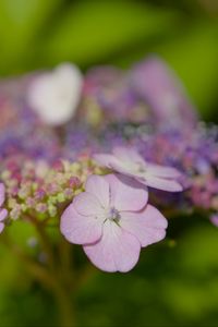 Preview wallpaper hydrangeas, flowers, petals, inflorescences, pink