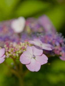 Preview wallpaper hydrangeas, flowers, petals, inflorescences, pink