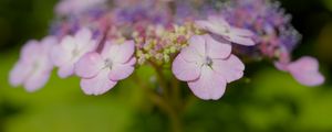 Preview wallpaper hydrangeas, flowers, petals, inflorescences, pink