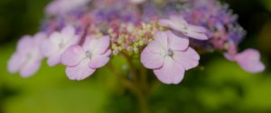 Preview wallpaper hydrangeas, flowers, petals, inflorescences, pink