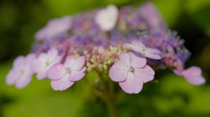 Preview wallpaper hydrangeas, flowers, petals, inflorescences, pink