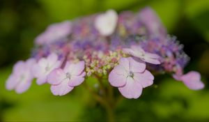 Preview wallpaper hydrangeas, flowers, petals, inflorescences, pink