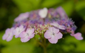 Preview wallpaper hydrangeas, flowers, petals, inflorescences, pink