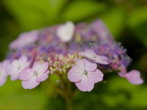 Preview wallpaper hydrangeas, flowers, petals, inflorescences, pink