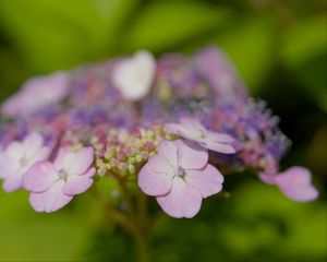 Preview wallpaper hydrangeas, flowers, petals, inflorescences, pink