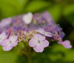 Preview wallpaper hydrangeas, flowers, petals, inflorescences, pink