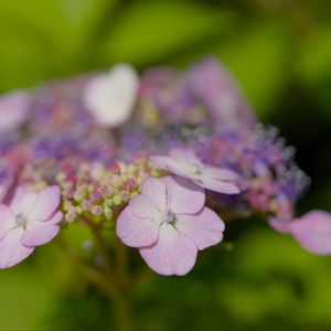 Preview wallpaper hydrangeas, flowers, petals, inflorescences, pink