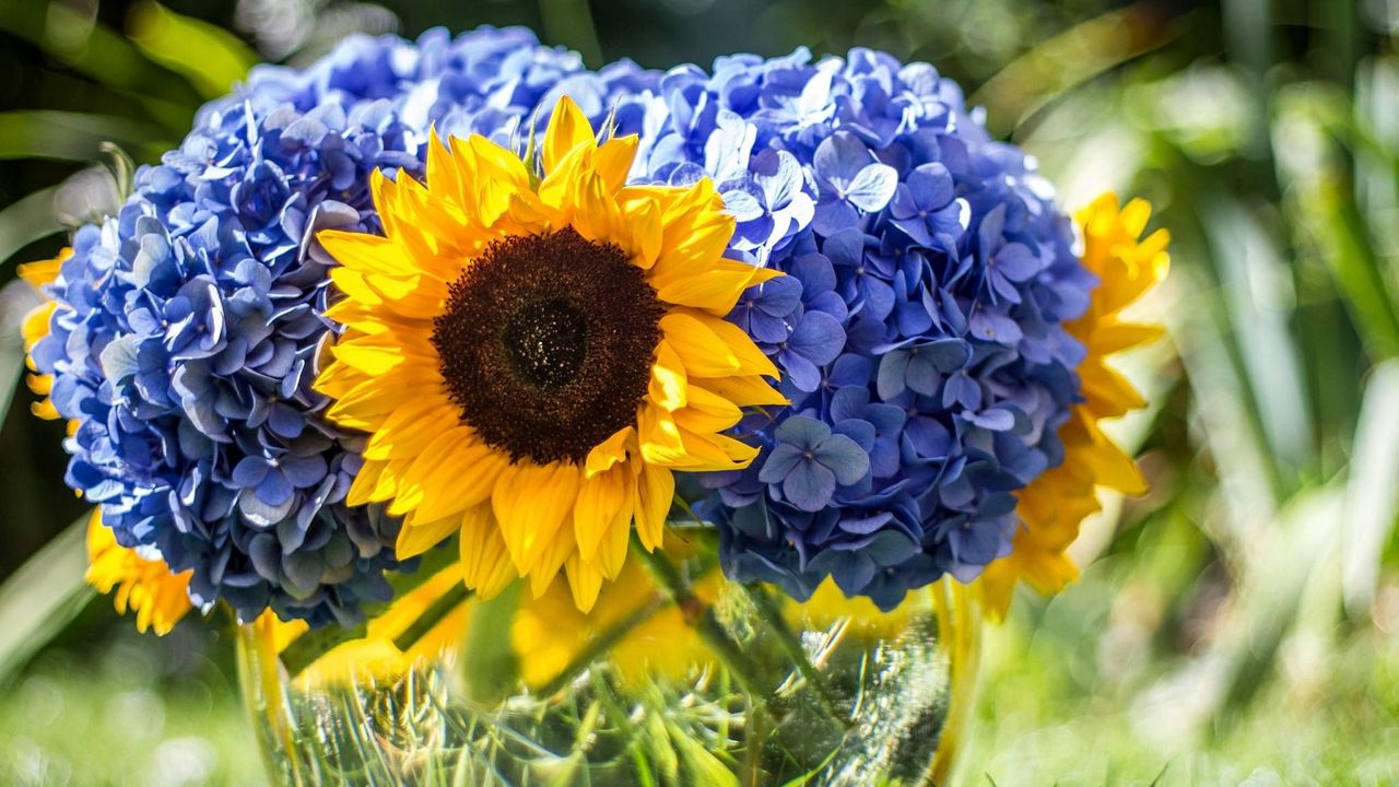 Wallpaper hydrangeas, sunflowers, vase, close up, sharpness