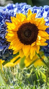 Preview wallpaper hydrangeas, sunflowers, vase, close up, sharpness