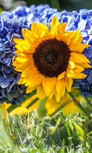 Preview wallpaper hydrangeas, sunflowers, vase, close up, sharpness