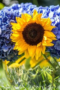 Preview wallpaper hydrangeas, sunflowers, vase, close up, sharpness