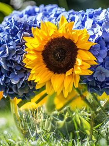 Preview wallpaper hydrangeas, sunflowers, vase, close up, sharpness