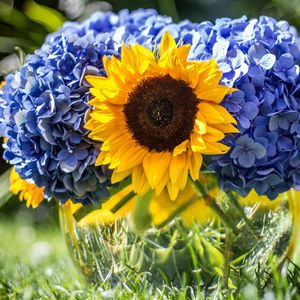 Preview wallpaper hydrangeas, sunflowers, vase, close up, sharpness