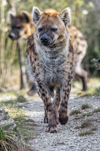 Preview wallpaper hyena, animal, predator, wild