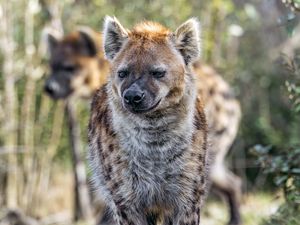 Preview wallpaper hyena, animal, predator, wild