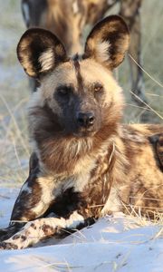 Preview wallpaper hyena, predator, animal