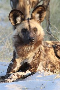 Preview wallpaper hyena, predator, animal