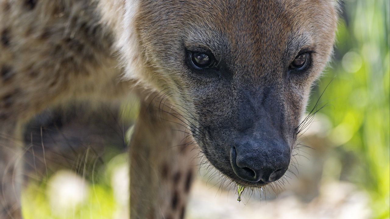 Wallpaper hyena, predator, animal, glance