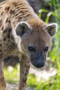 Preview wallpaper hyena, predator, animal, glance