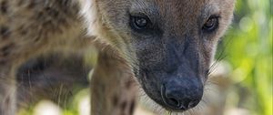 Preview wallpaper hyena, predator, animal, glance