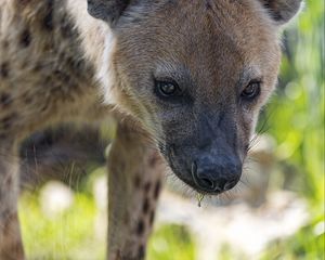 Preview wallpaper hyena, predator, animal, glance