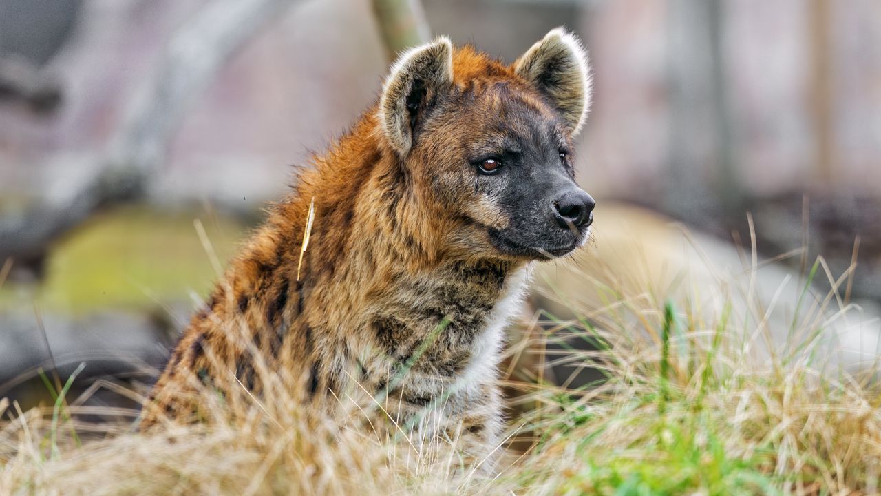 Wallpaper hyena, predator, animal, grass, wildlife