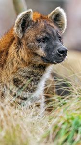 Preview wallpaper hyena, predator, animal, grass, wildlife