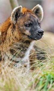 Preview wallpaper hyena, predator, animal, grass, wildlife