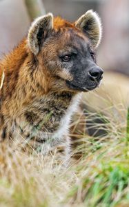 Preview wallpaper hyena, predator, animal, grass, wildlife