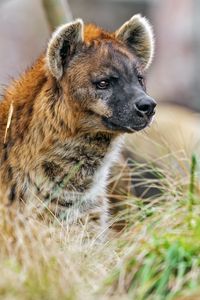 Preview wallpaper hyena, predator, animal, grass, wildlife