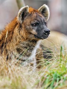 Preview wallpaper hyena, predator, animal, grass, wildlife