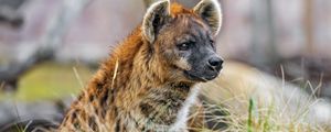 Preview wallpaper hyena, predator, animal, grass, wildlife