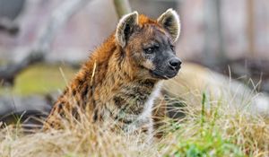 Preview wallpaper hyena, predator, animal, grass, wildlife