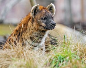 Preview wallpaper hyena, predator, animal, grass, wildlife