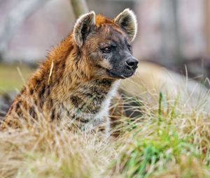 Preview wallpaper hyena, predator, animal, grass, wildlife