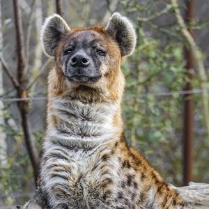 Preview wallpaper hyena, predator, animal, wild