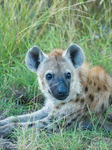 Preview wallpaper hyena, predator, muzzle, grass, lies