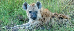 Preview wallpaper hyena, predator, muzzle, grass, lies