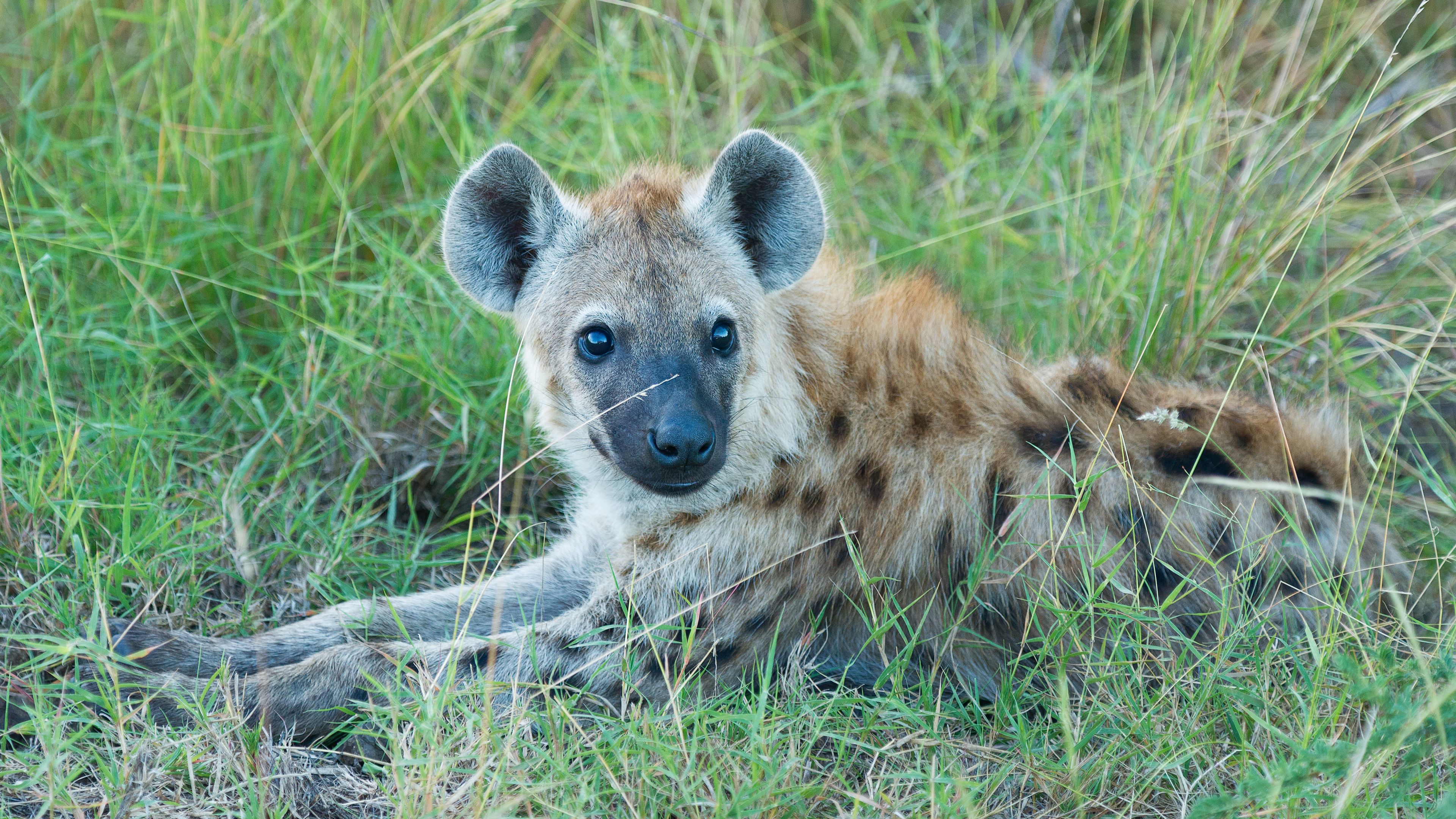 Download wallpaper 3840x2160 hyena, predator, muzzle, grass, lies 4k